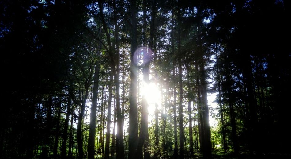 Low angle view of trees in forest