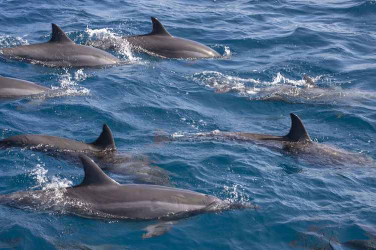 View of fish swimming in sea