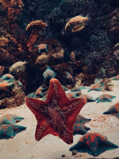 Close-up of starfish on rock in sea