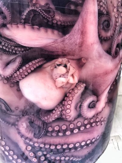 Close up of octopus in jar