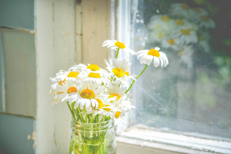 Close-up of white flowering plant against window