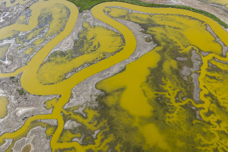 Aerial of strange green waterways in sf bay marshland