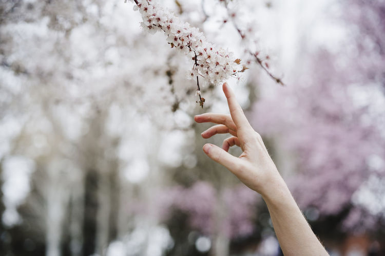 Woman touching almond tree blossoms at park