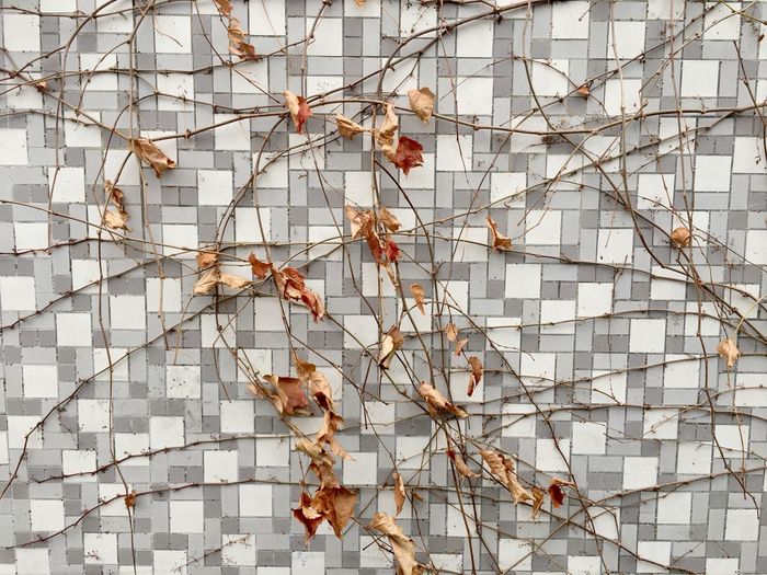 Low angle view of autumn leaves on tree