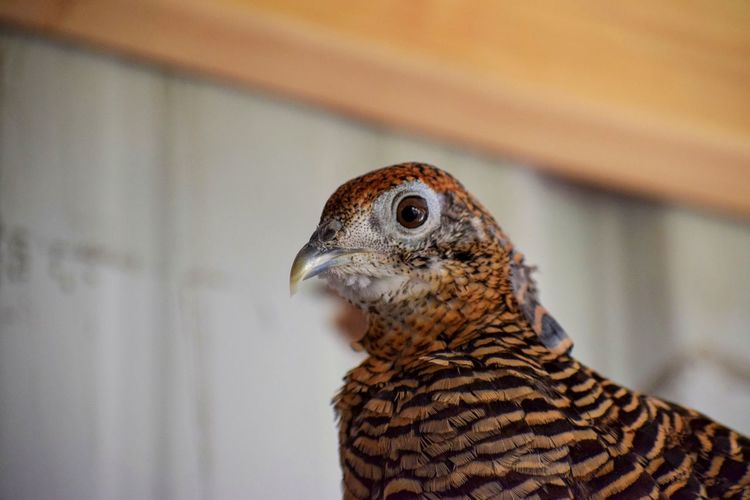 Close-up of pheasant hen 