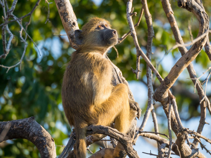 Low angle view of baboon sitting on tree looking up, chobe national park, botswana
