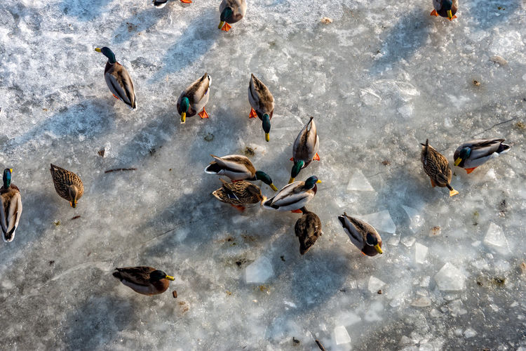 High angle view of birds swimming in lake during winter