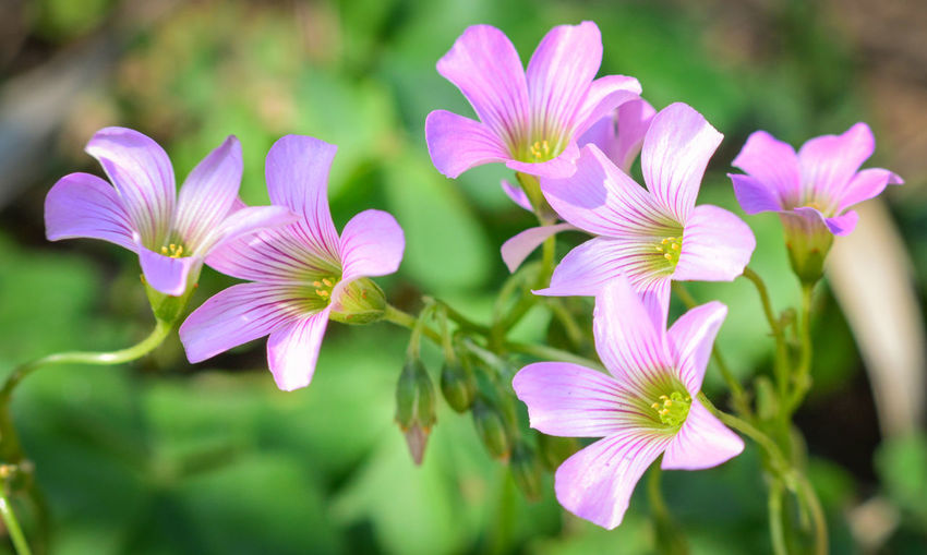 Close-up of purple flowering plant