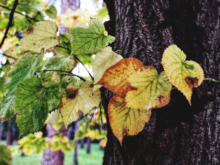 Close-up of maple leaves on tree trunk