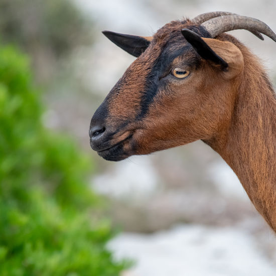 Close-up of a wild goat