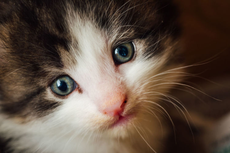 pet