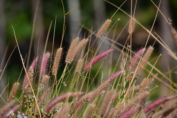 Close-up of plants growing on field