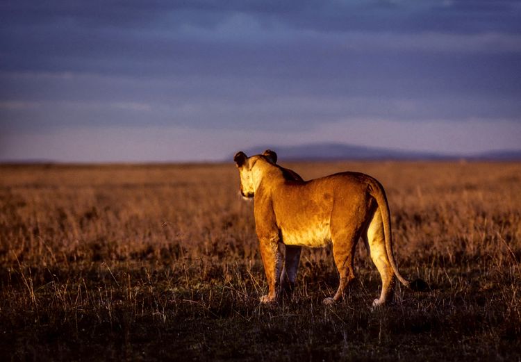 Lioness standing in savannah