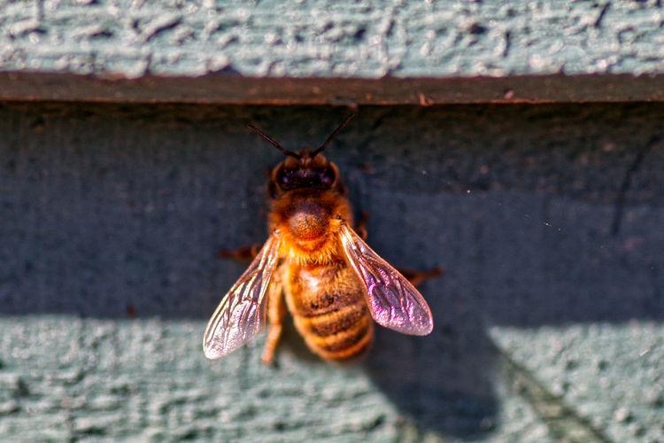Close-up of bee on fence panel