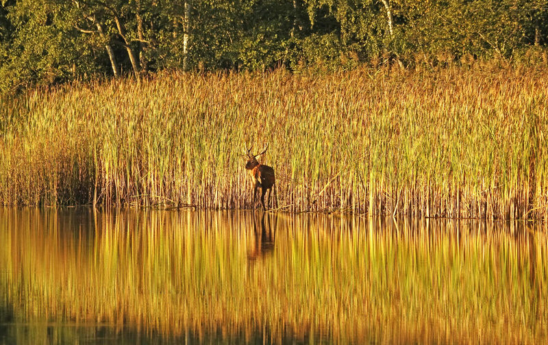 View of animals in lake