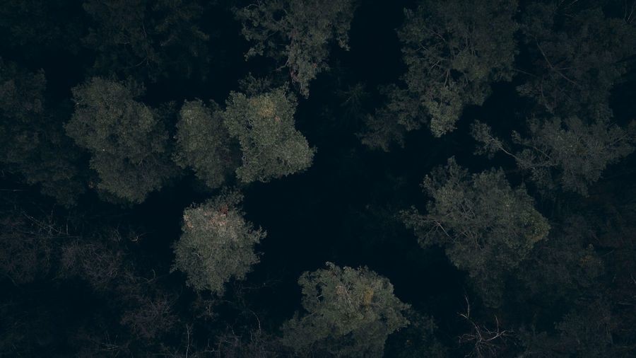 Full frame shot of trees at night