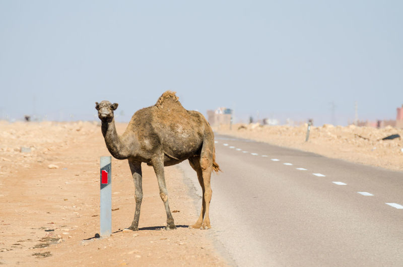 Camel on standing on asphalt road in sahara desert, western sahara, north africa