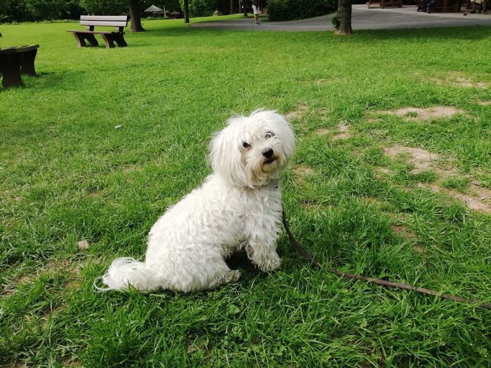 White dog relaxing on grass in field