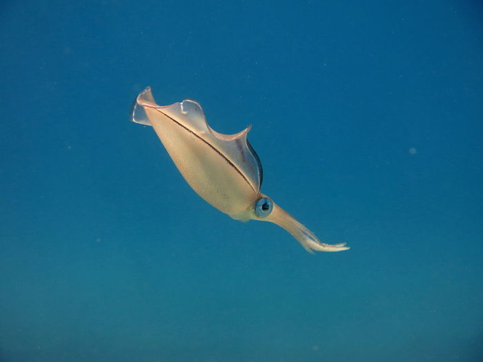 Low angle view of fish swimming in sea