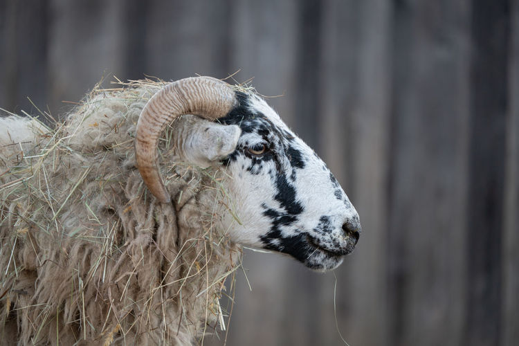 Close-up of sheep on field