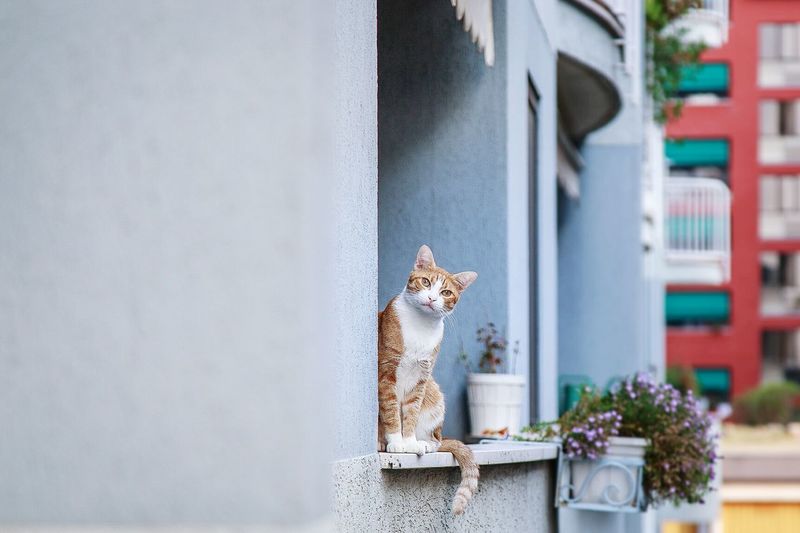 Portrait of cat sitting on window sill