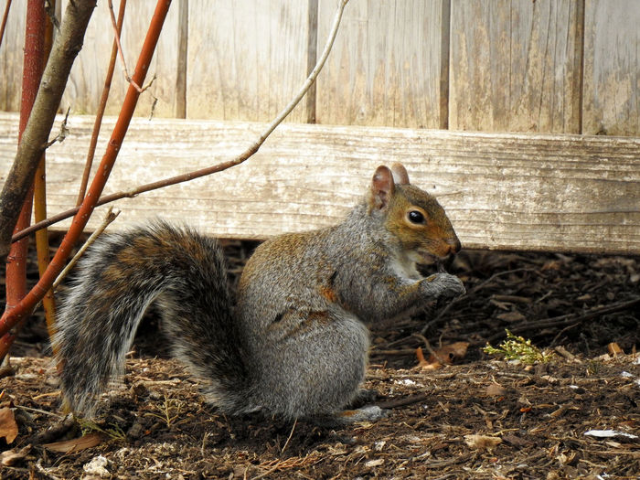 Close-up of squirrel eating wood