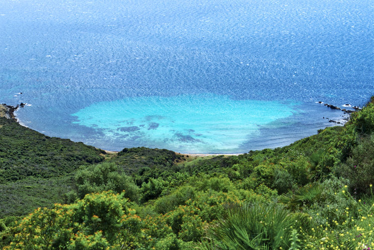High angle view of sea and trees