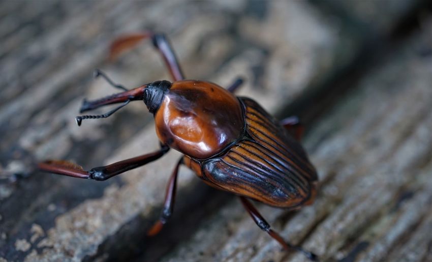 Close-up of insect walking on the floor