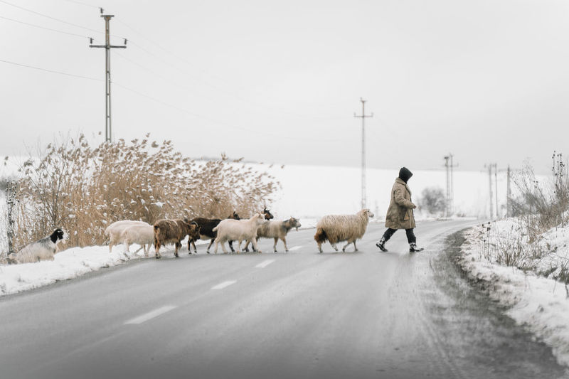 Shephard and sheep walking on snow covered road during winter