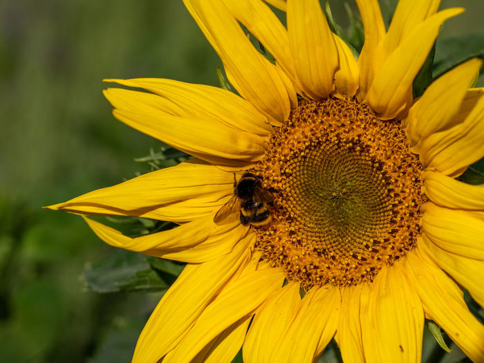 Close-up of sunflower, helianthus annuus, with humblebee