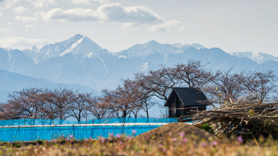 Farm and wooden cabin with sakura trees at susuki river in suburb with central alps mountain