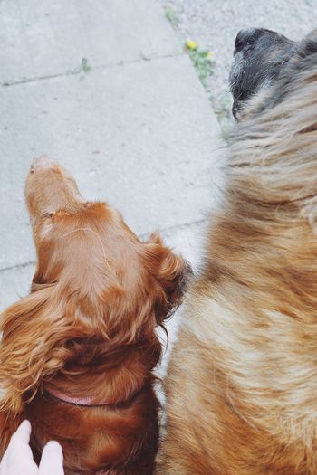 High angle view of dogs on footpath