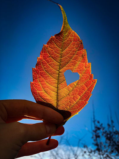 Close-up of hand holding maple leaf against clear blue sky