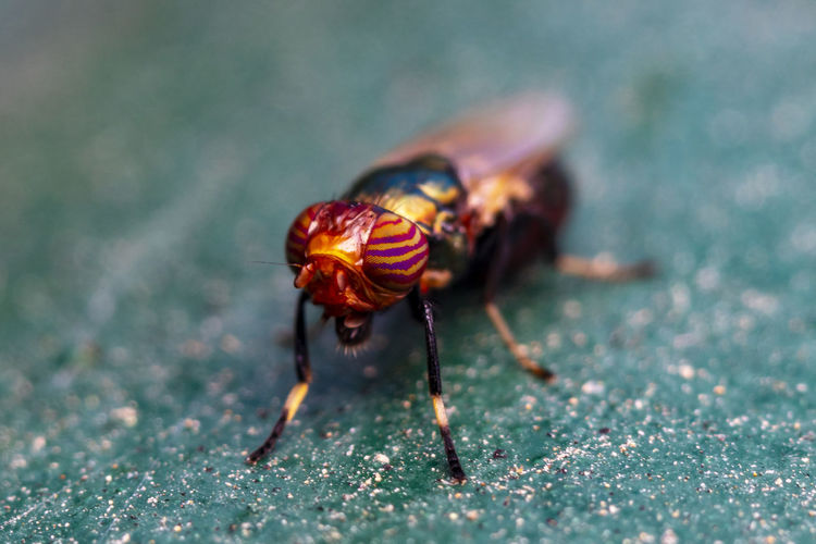 A beautiful macro-photo of a tiny colorful fly resting in shade  at the local nature reserve 