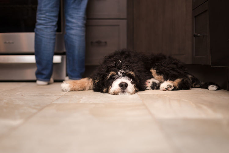 Low section of dog lying on floor at home