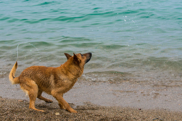 View of dog standing on beach