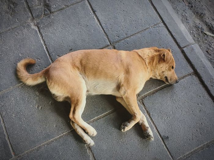 High angle view of dog sleeping on sidewalk