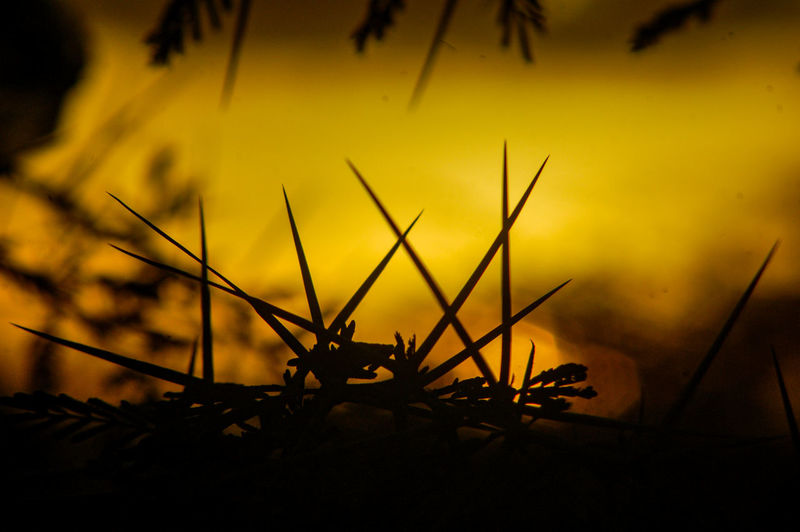 Close-up of insect on plant at sunset
