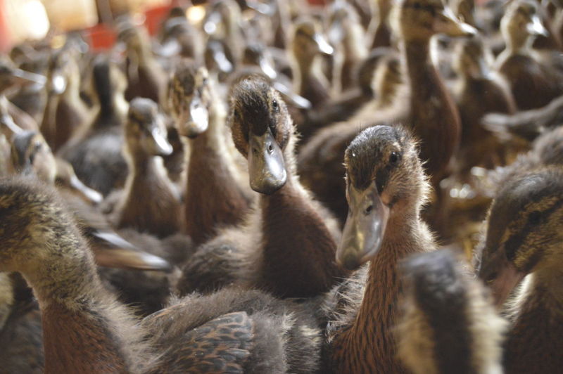 Close-up of ducklings 