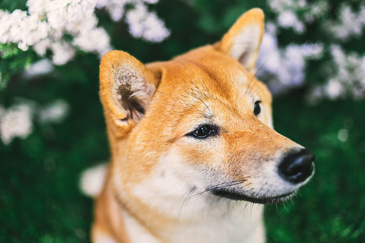 Side view of cute dog sitting near blooming lilac shrub with green leaves in morning 