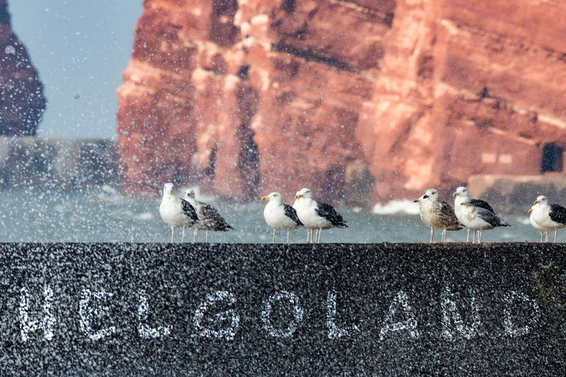 Seagulls perching on retaining wall during winter
