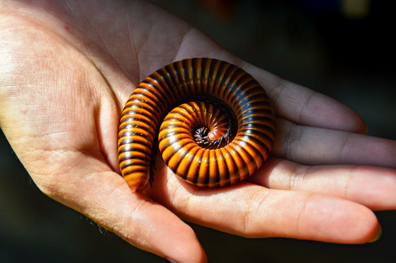 Cropped hand holding millipede