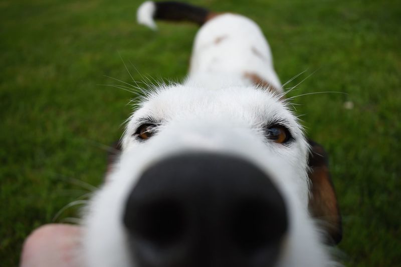 Close-up portrait of white dog on field