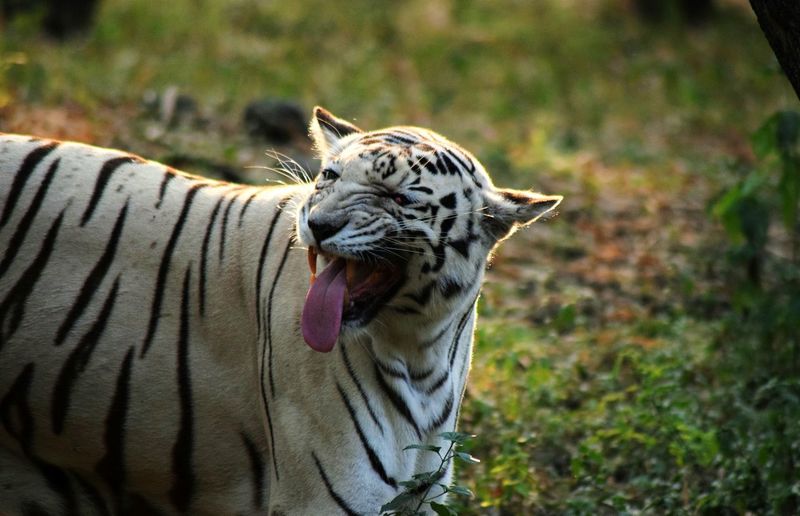 Close-up of white tiger in captivity