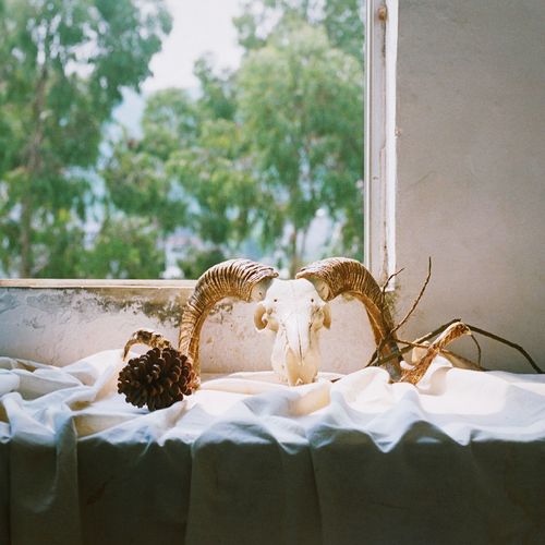 Animal skull on table by window