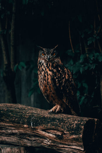 Portrait of bird perching on wood in forest