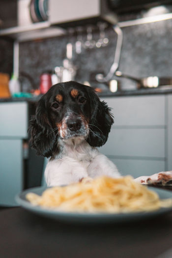 Close-up of a cocker spaniel dog looking at a plate of pasta