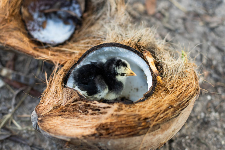 The chicks stand for food in the coconut.