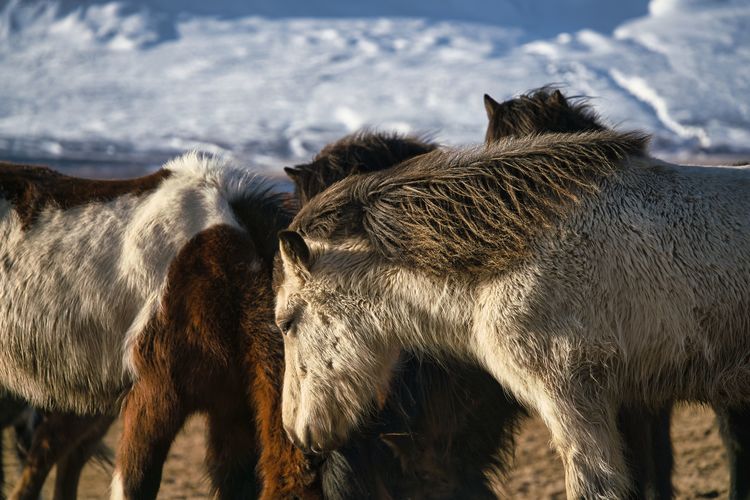 Some icelandic horses standing in a group together. snowy mountains in the back on a sunny day.