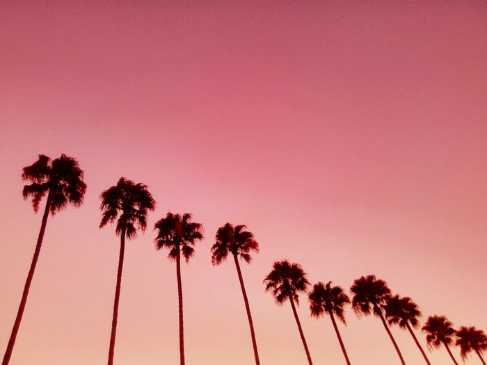 LOW ANGLE VIEW OF COCONUT PALM TREES AGAINST SKY